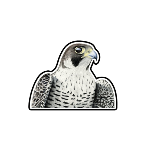 falcon sticker 02